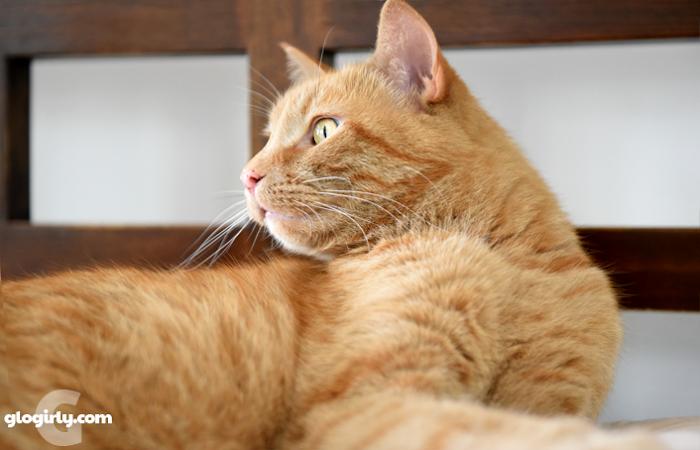 The Calm Before the Houseguest