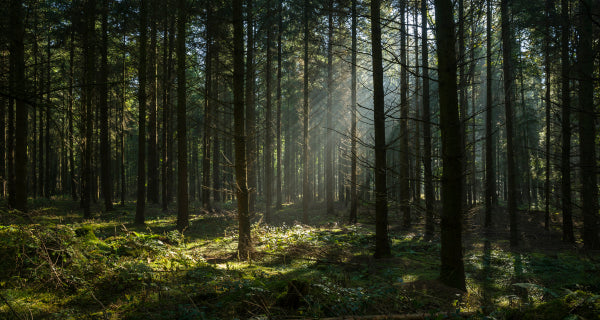 For What Do You Hunger?